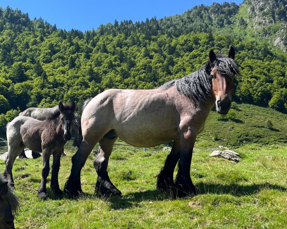 Chevaux a vendre